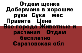 Отдам щенка Добермана в хорошие руки. Сука 5 мес. Привита › Цена ­ 5 000 - Все города Животные и растения » Отдам бесплатно   . Саратовская обл.
